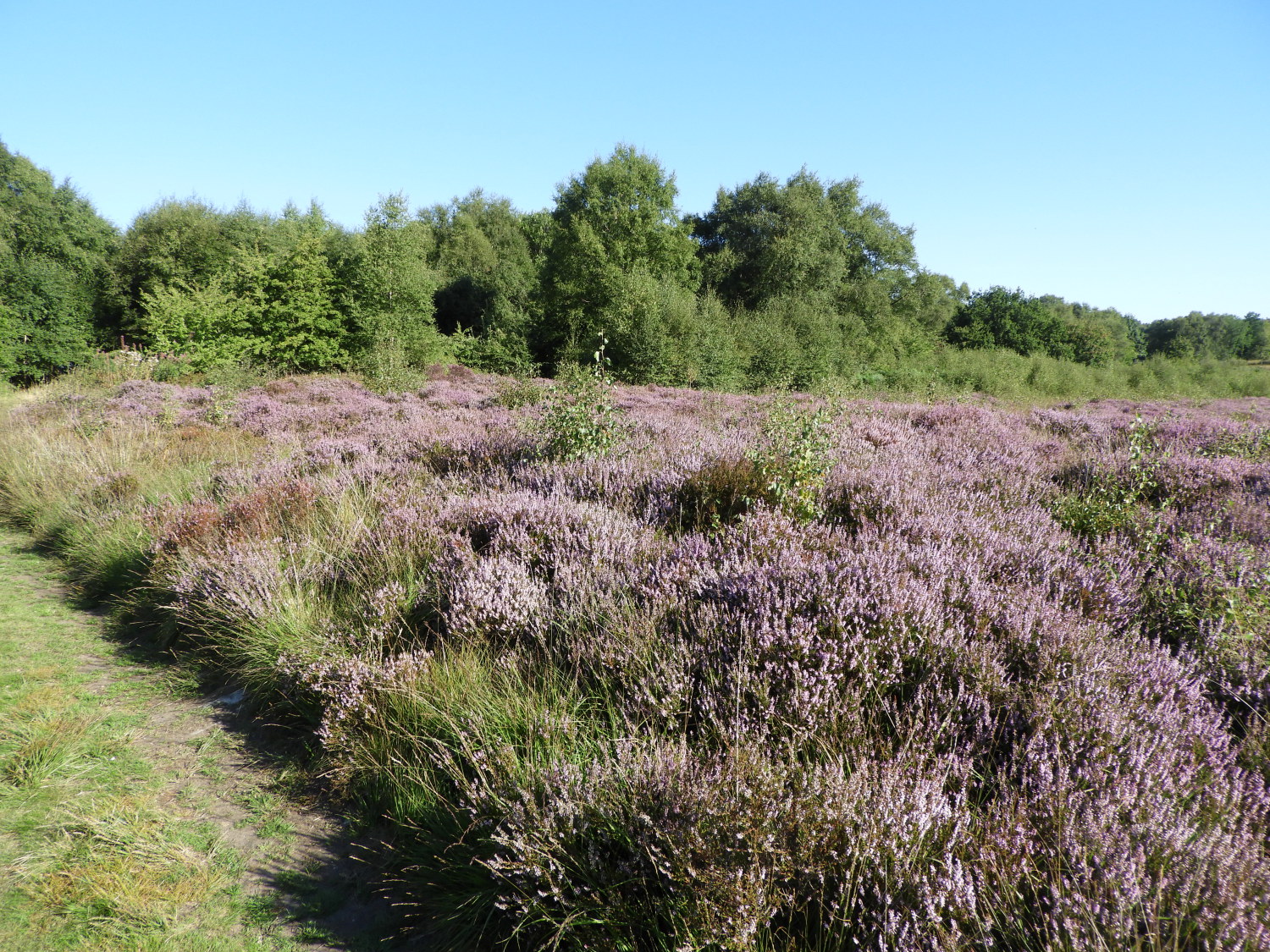 Purple heather blossom on Brimham Moor