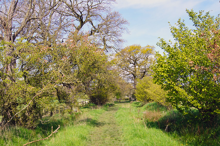 On Leafield Lane, heading towards Riffa Wood