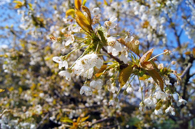 Hawthorn Blossom in Stainburn