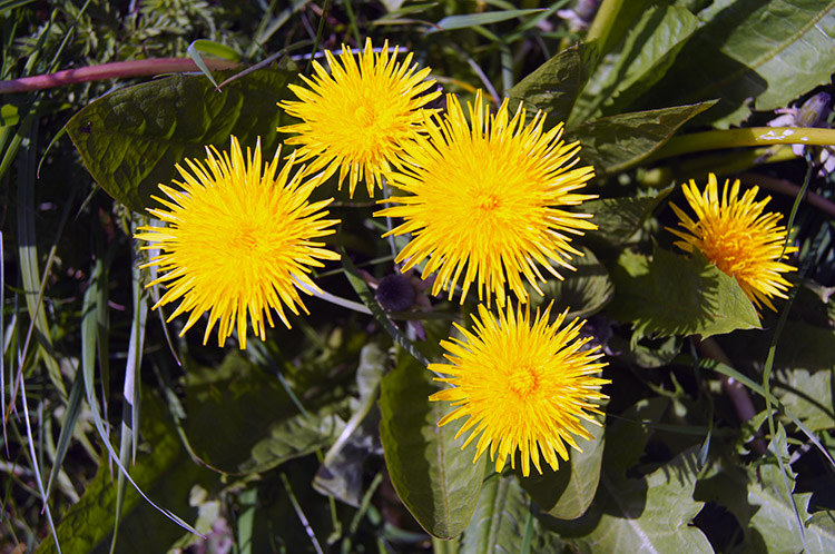 The much maligned yet beautiful Dandelion