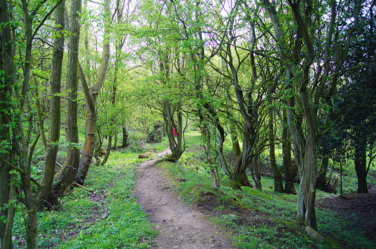 Woodland walking beside the River Washburn