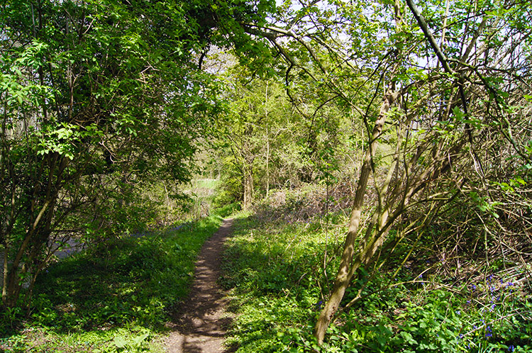 Lovely shades of green