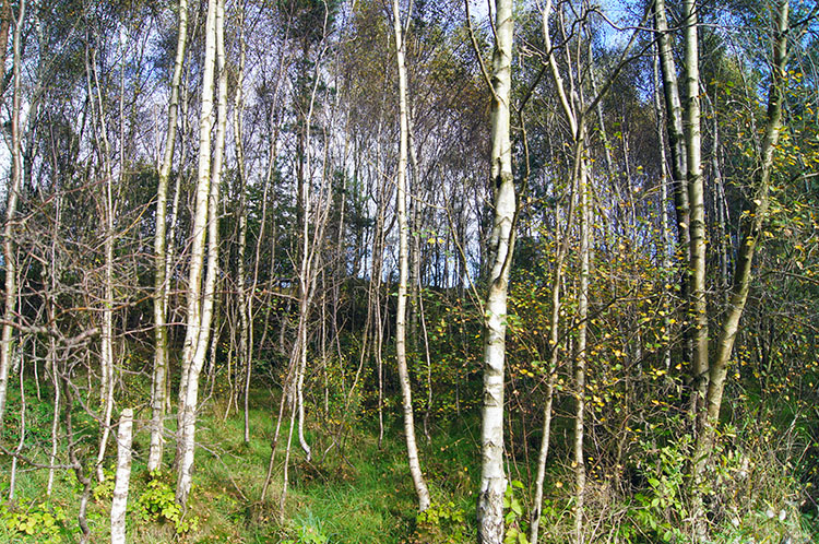 Beech coppice below Surprise View