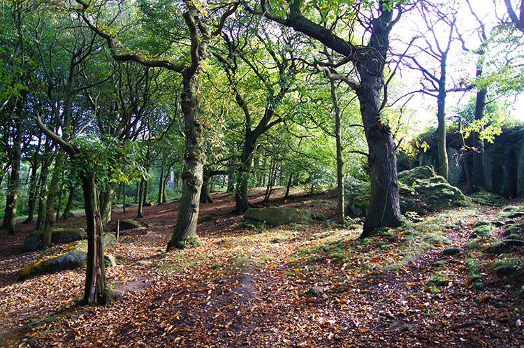 Chevin Woodland