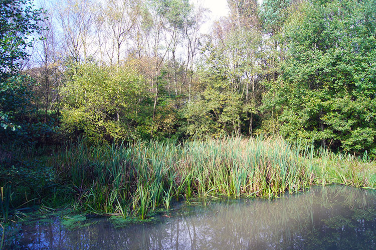 Chevin Forest Park Nature Reserve