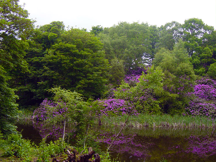 Beautiful Fishpond Wood