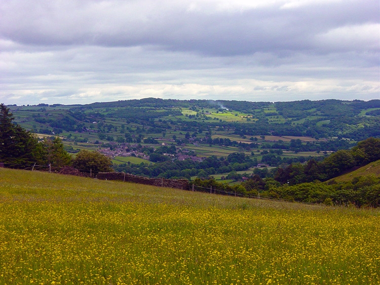 Meadow of brilliant yellow