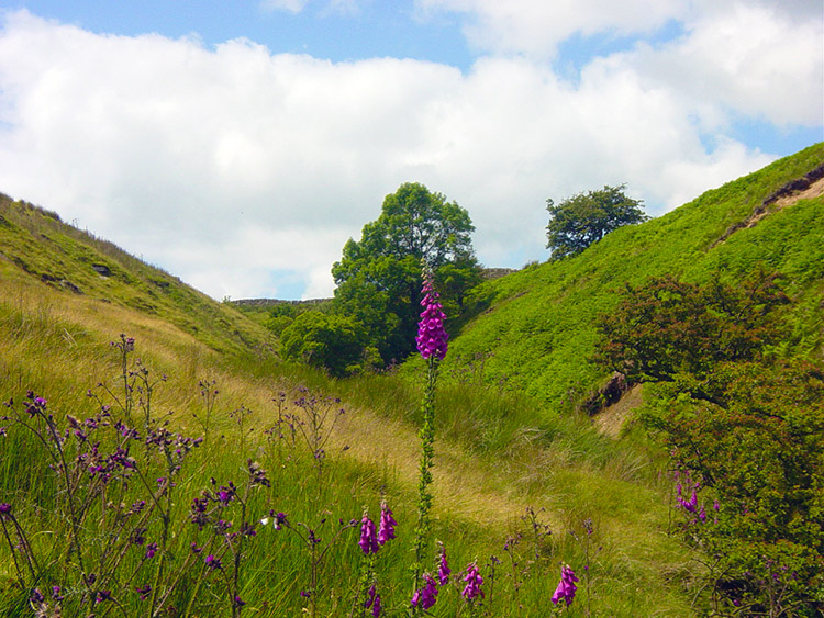 Foxgloves near Dean Brow Beck