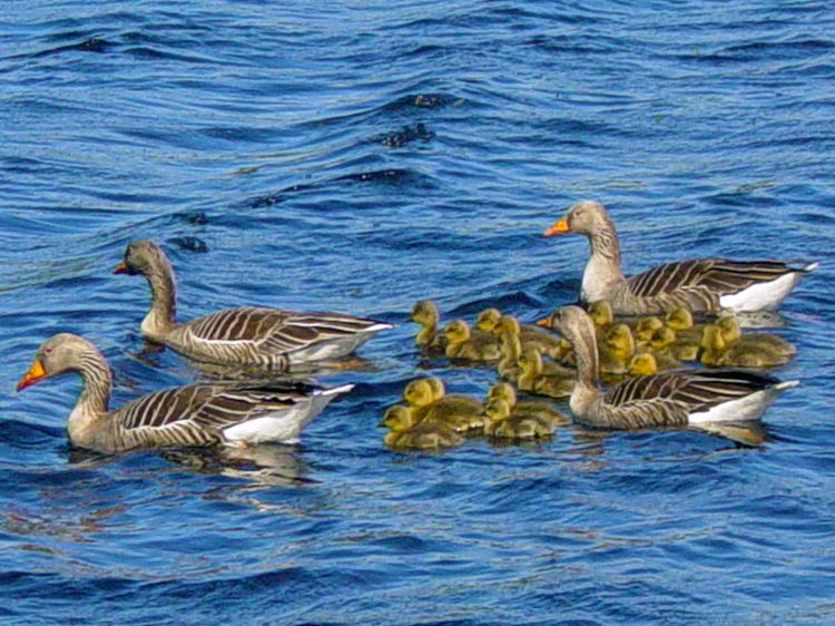 Geese and Goslings on Fewston Reservoir