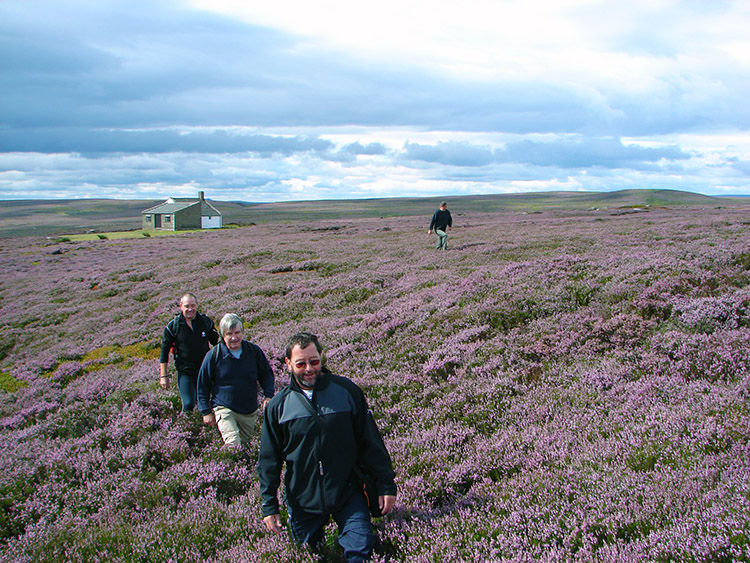 Heather in bloom on Kirkby Malzeard Moor