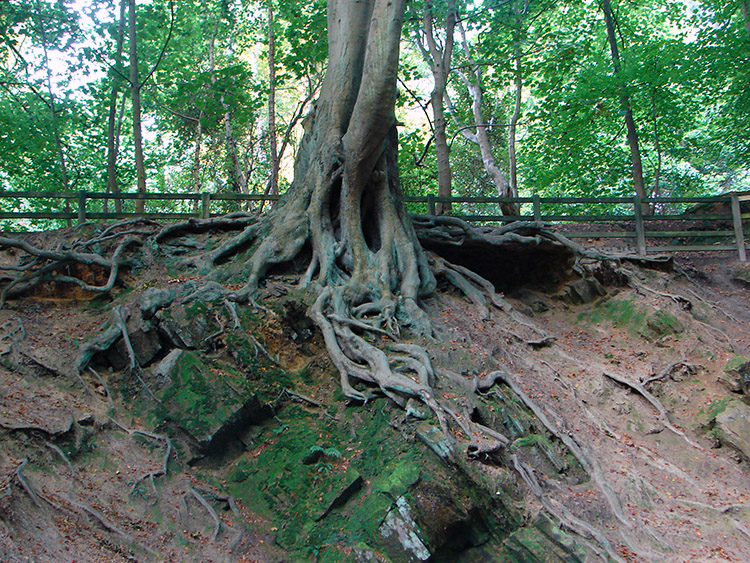 A tree holding on to the eroded bank by its roots