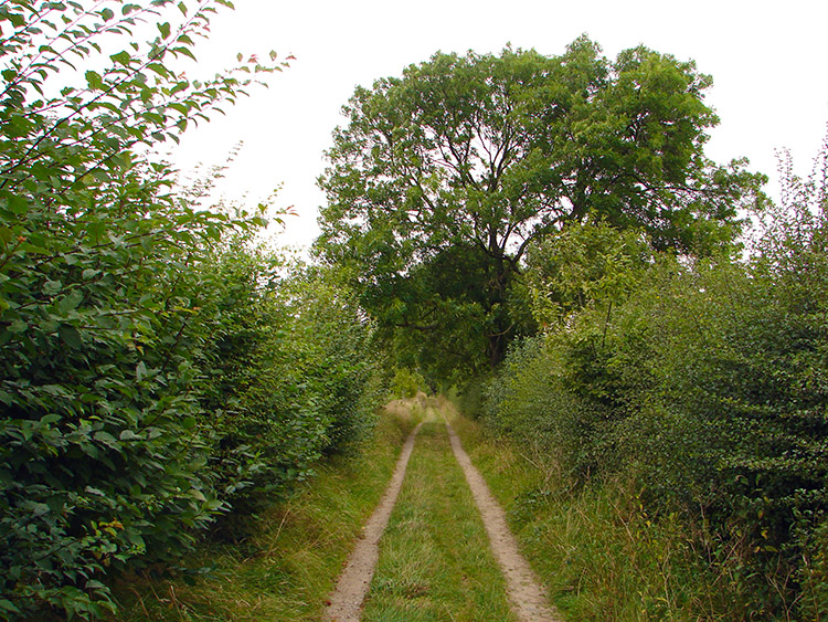 Following the leafy bridleway from Grange Farm