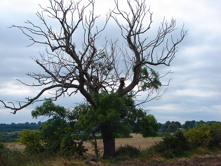 A tree appears reborn near to Rudfarlington Farm