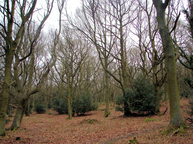 Old Spring Wood, Summerbridge