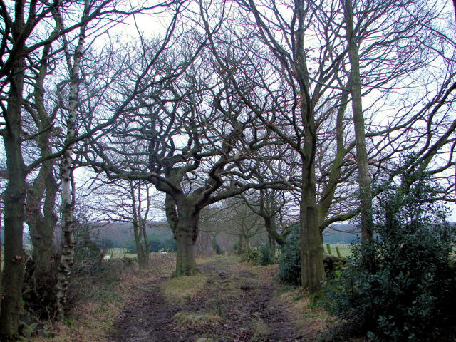 High Wood Bridleway, Brimham
