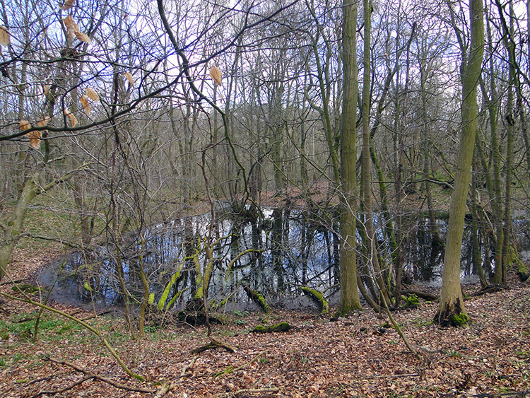 A woodland pond at Mickley Barras