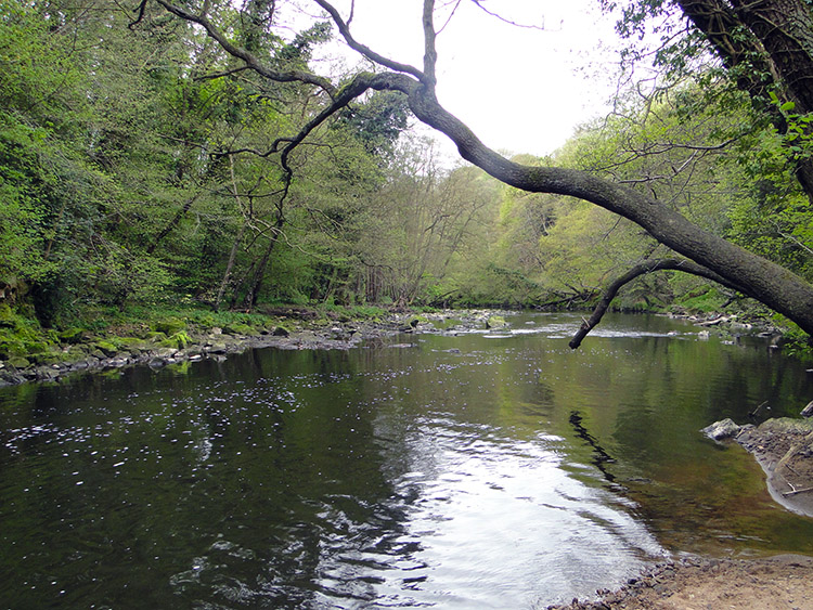 River Nidd at Scotton Banks