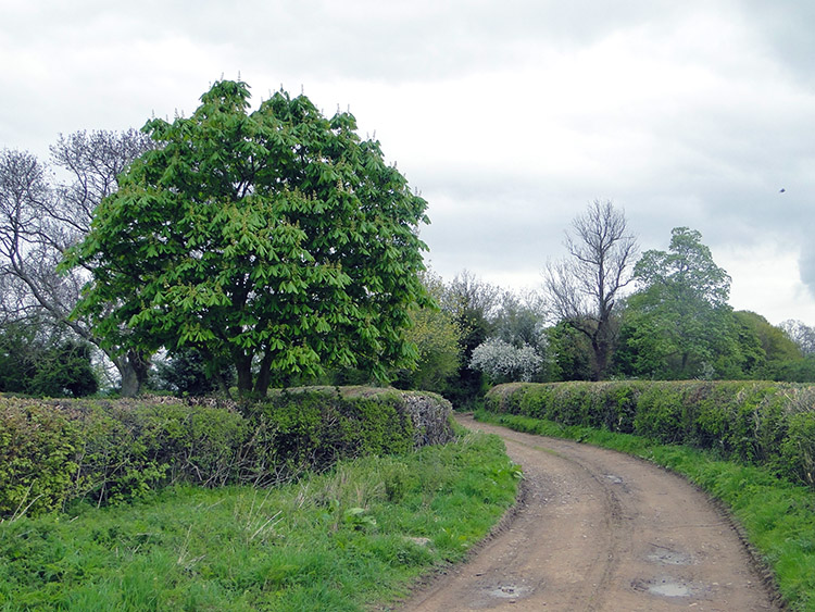 Smithy Lane between Scotton and Lingerfield