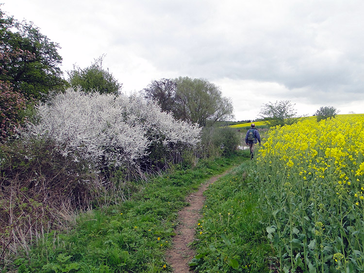 Walking between Occaney and Ferrensby