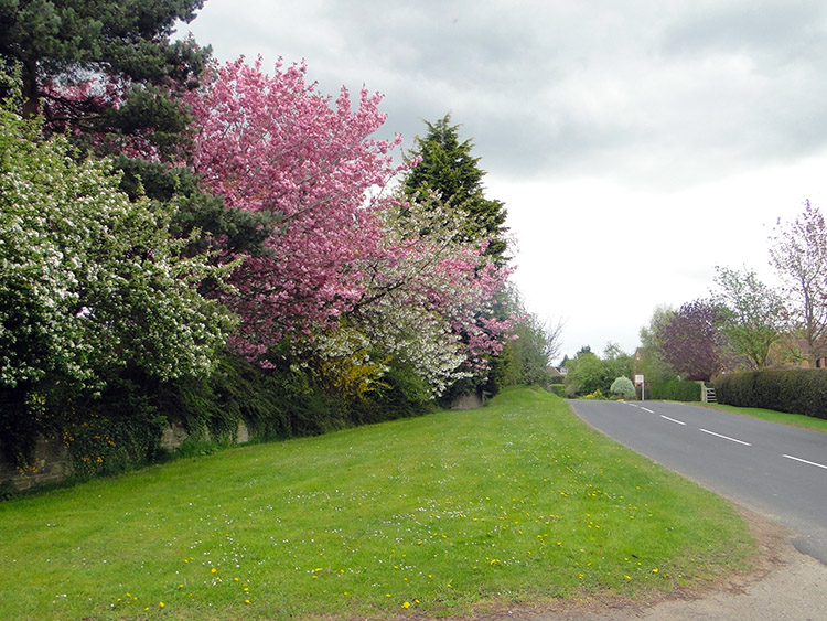 A Kaleidoscope of tree blossom in Ferrensby