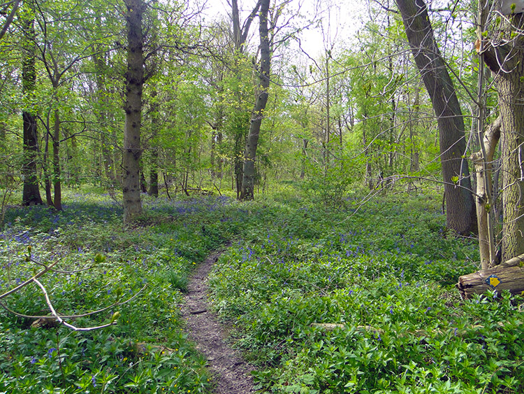 Parsonage Wood near Goldsborough