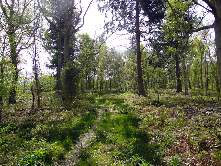 The diversity of trees in Parsonage Wood is lovely