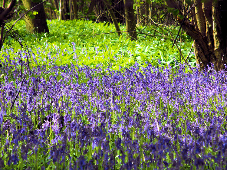 Carpet of Bluebells on the Knaresborough Round