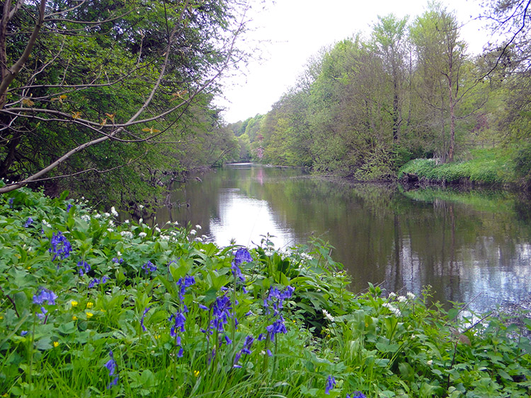 Exquisite view of the Nidd from Birkham Wood