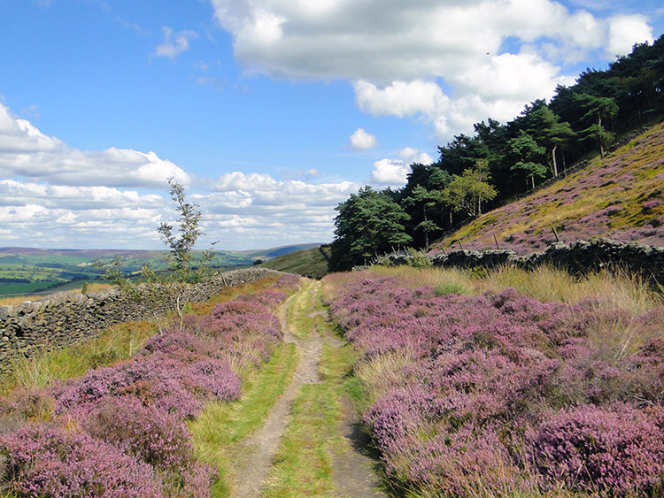 Beautiful heather in blossom lines my track home
