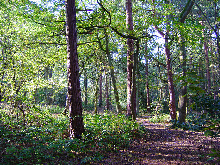 Harrogate Pinewoods near Harlow Moor Road