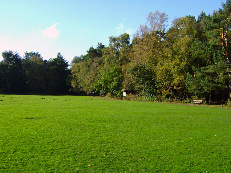 A clearing within the Pinewoods