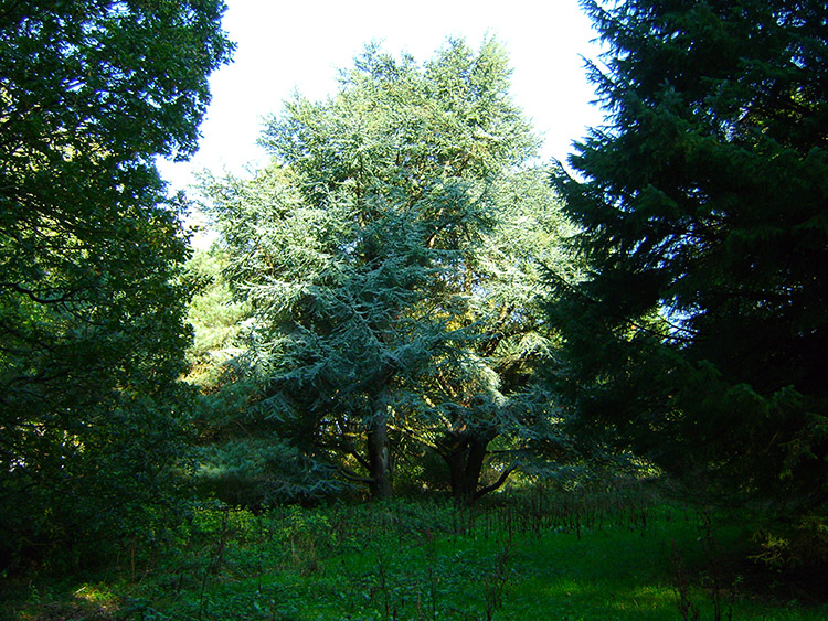 Into the light of Valley Gardens