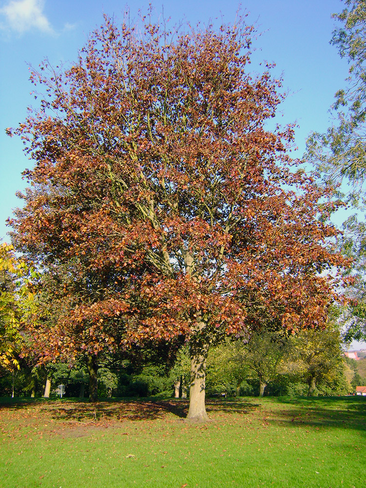 Autumn russet