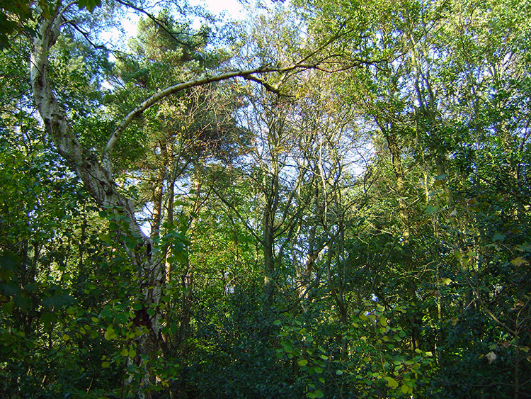 Green canopy