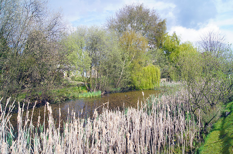 Sicklinghall village pond