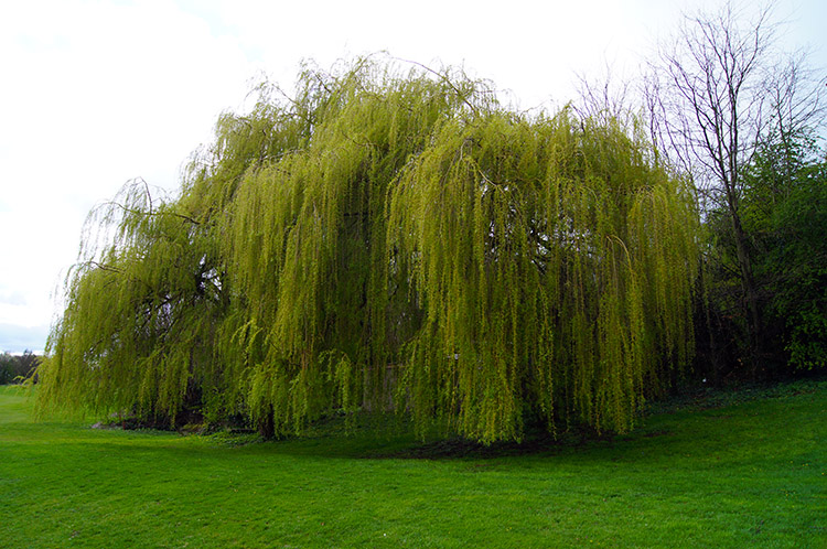 Magnificent Willow
