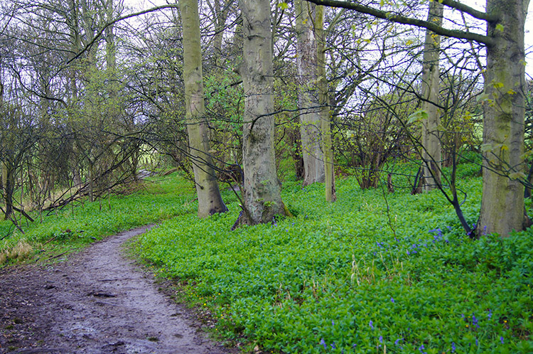 Path from Lime Kiln Wood to Sicklinghall House