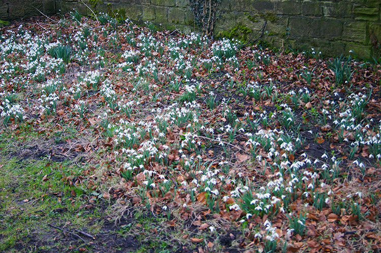 Snowdrops near Harewood Church