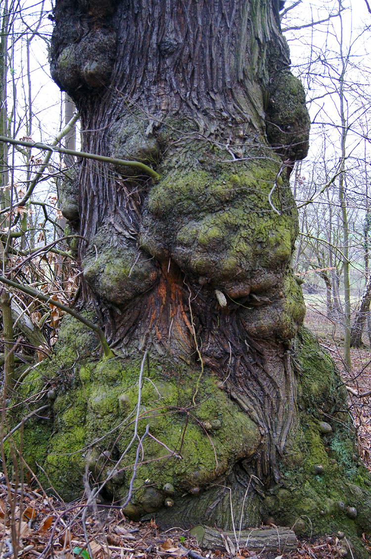 Gnarled tree trunk in Harewood Park