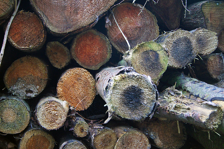 Woodpile in Carr House Park