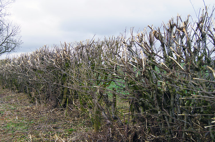 Trimmed for the outbreak of Spring