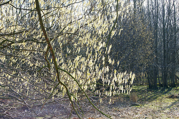 Sunlit wonder in Carthick Wood