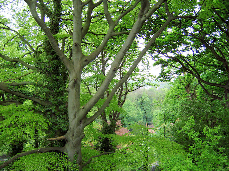 Knaresborough rooftops from Bunker's Hill