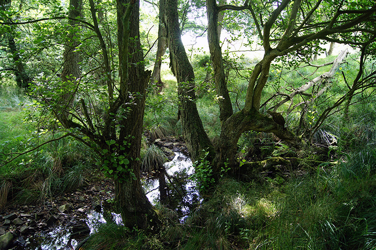 Spring near Scargill Reservoir