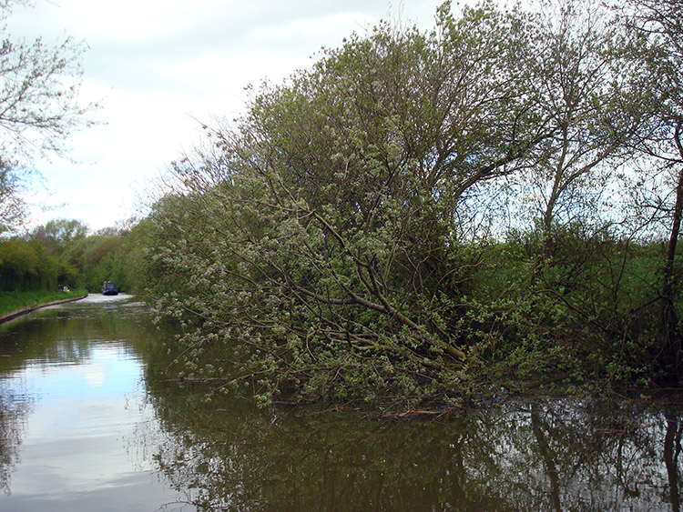 Tree fallen into the canal