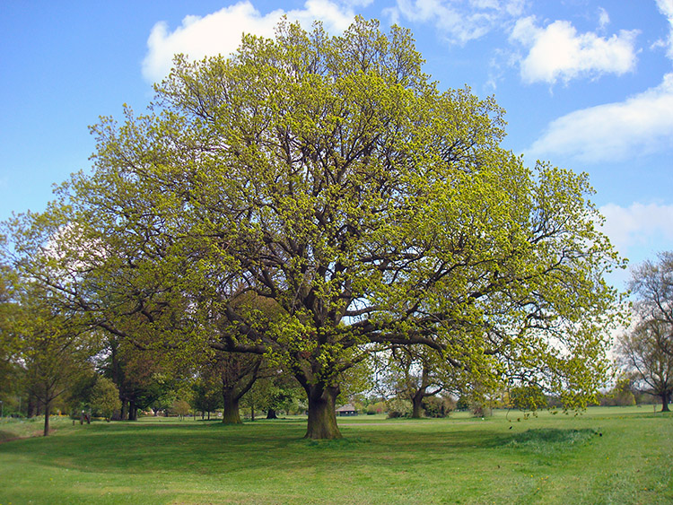 Bosworth Park