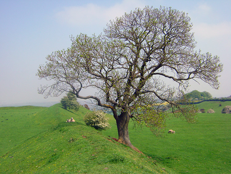 Trees on the raised boundary perimeter