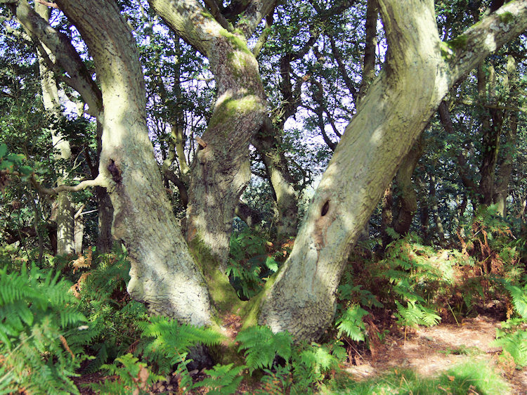 Ancient Oak in Ercall Wood