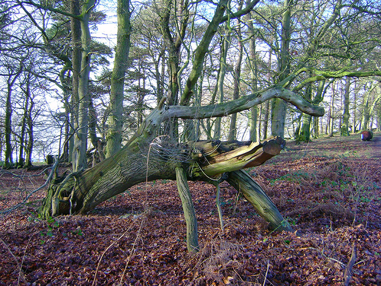 Fallen tree or Praying Mantis