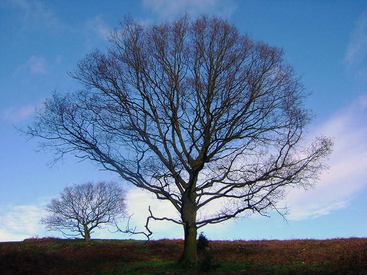 Natural Silhouette on Beacon Hill